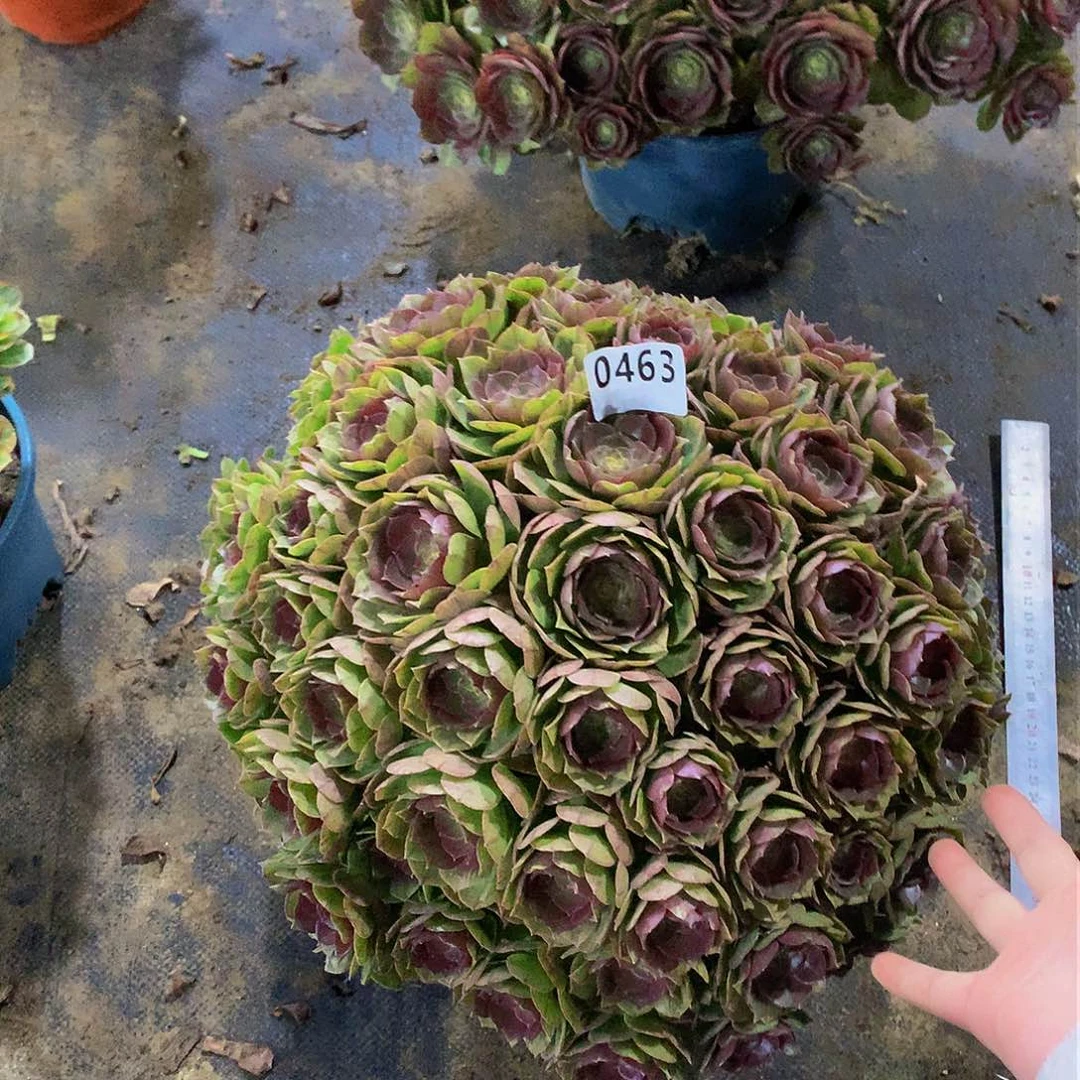 安**欢463花88888888888