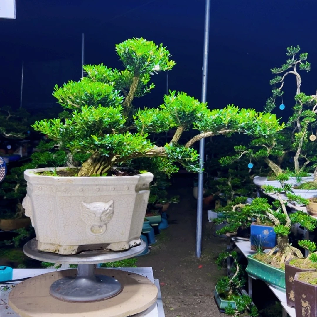 无花朵广东黄杨木盆景