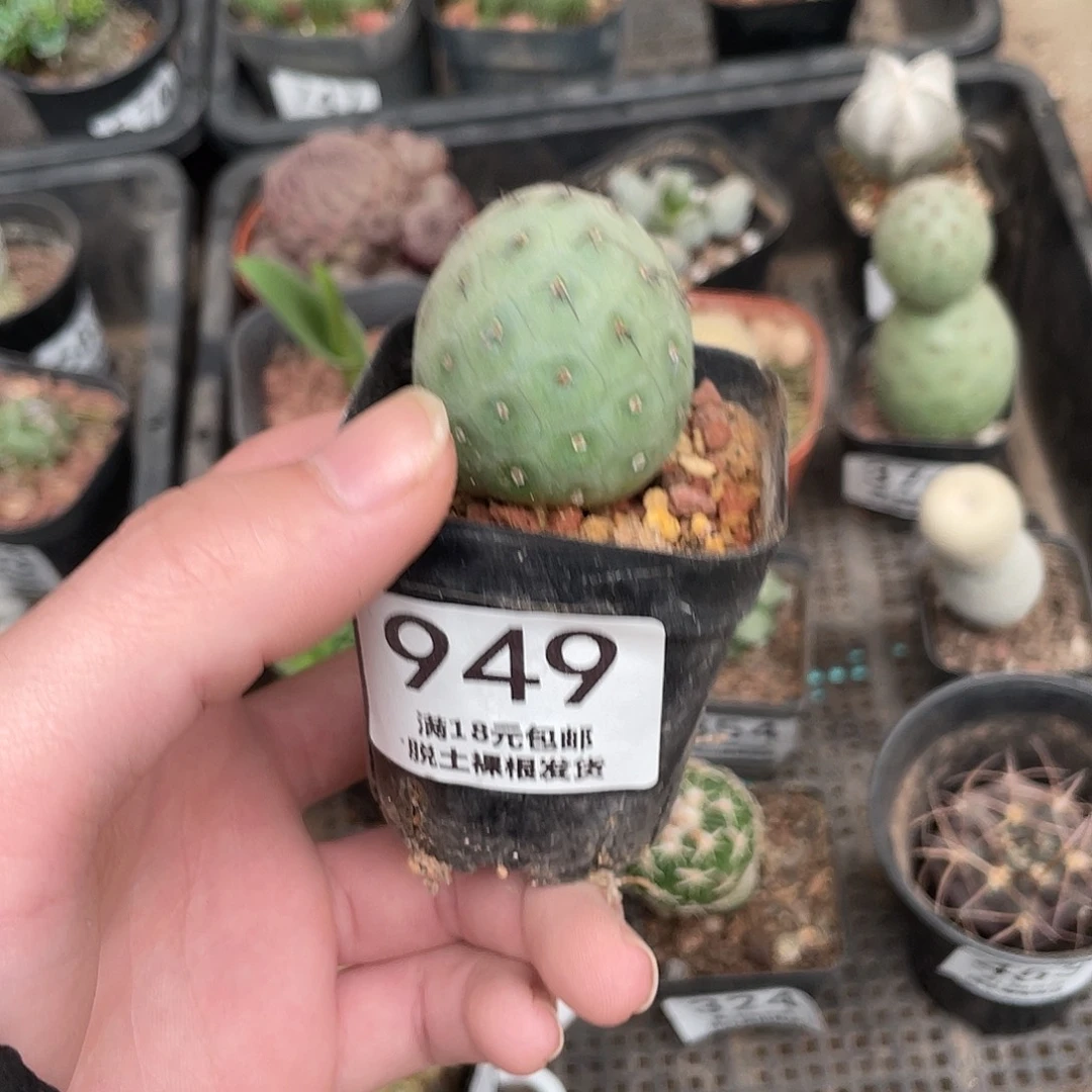 949习志野（满18包邮）