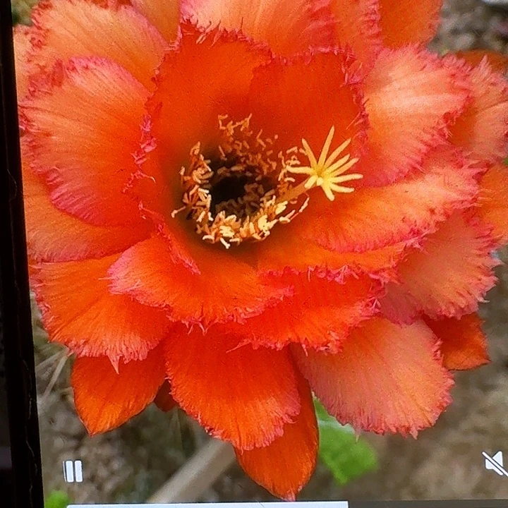 欢茄侧芽5公分左右毛花柱（20包邮）