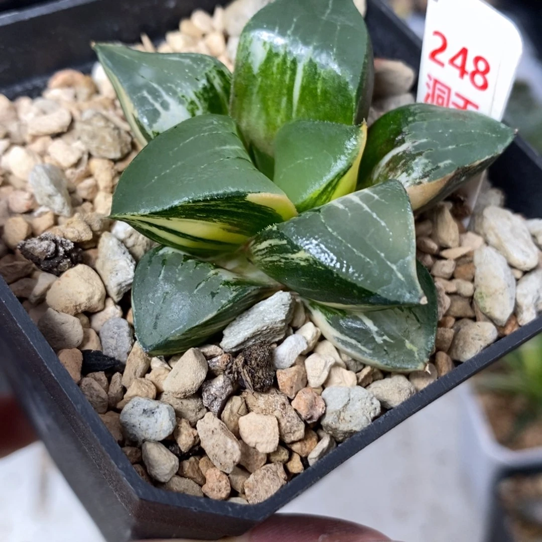 248龙喜锦一物一拍