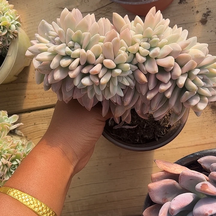 淡雪锦缀化，一物一拍