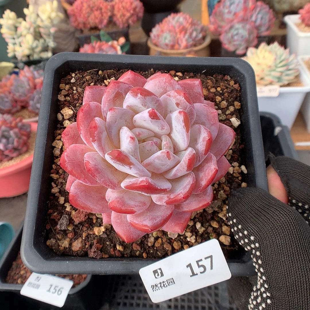 157梦露多肉植物6666