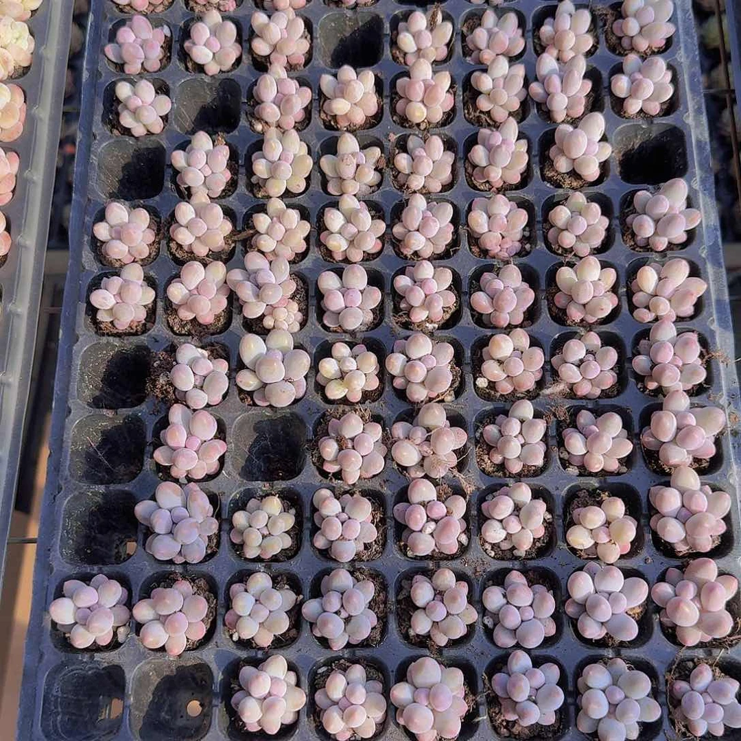 奶酪128颗带拖地