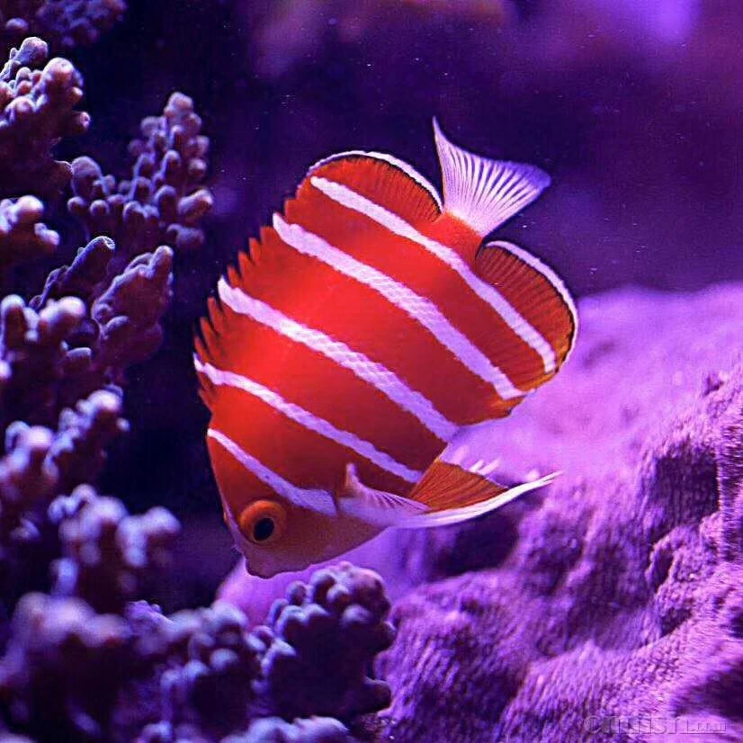 小丑大帆吊珍珠大帆吊三角吊柠檬独角海水观赏鱼活体海水缸适用