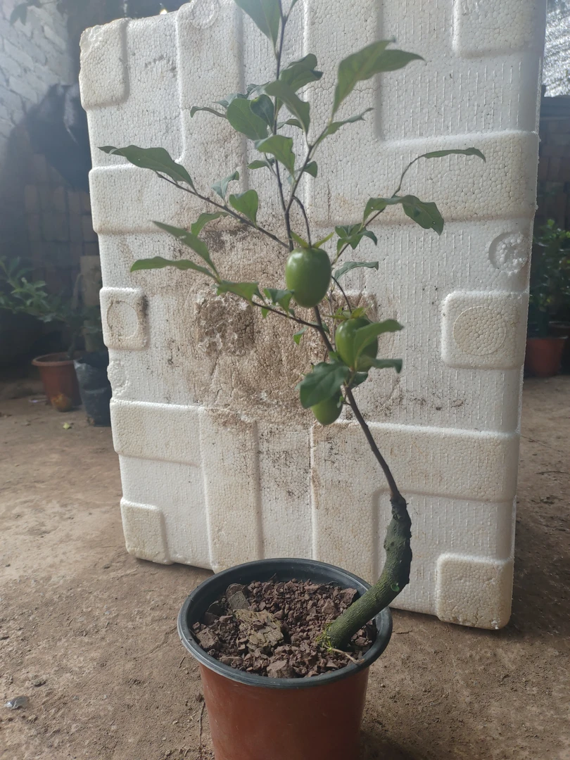 金弹子嫁接照片的天王面包树绿植舍利子中方老桩盆景资料金弹子树