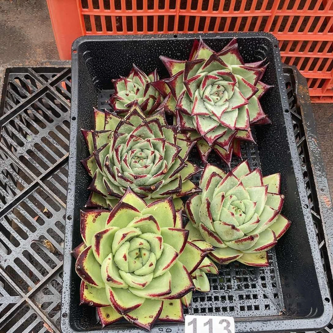 若如东云组拍113