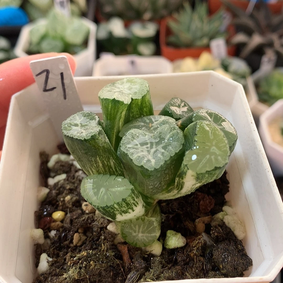 21号花菱万象锦一物一拍