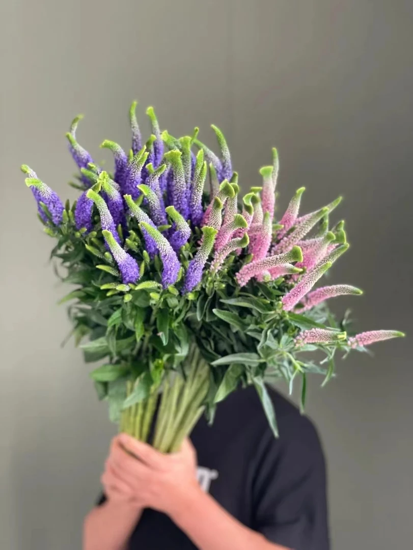 【买一送一】单头鼠尾  云南  基地  鲜花   水养  家养