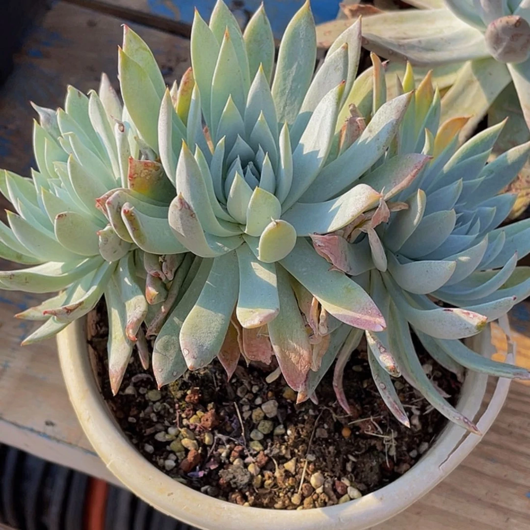 【闪购商品】雪山杂