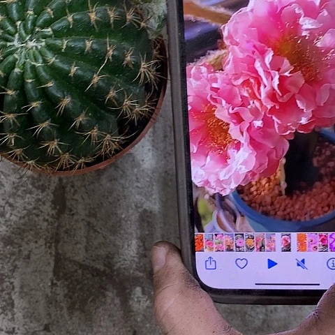 33牡丹仙人球，wtuiopp