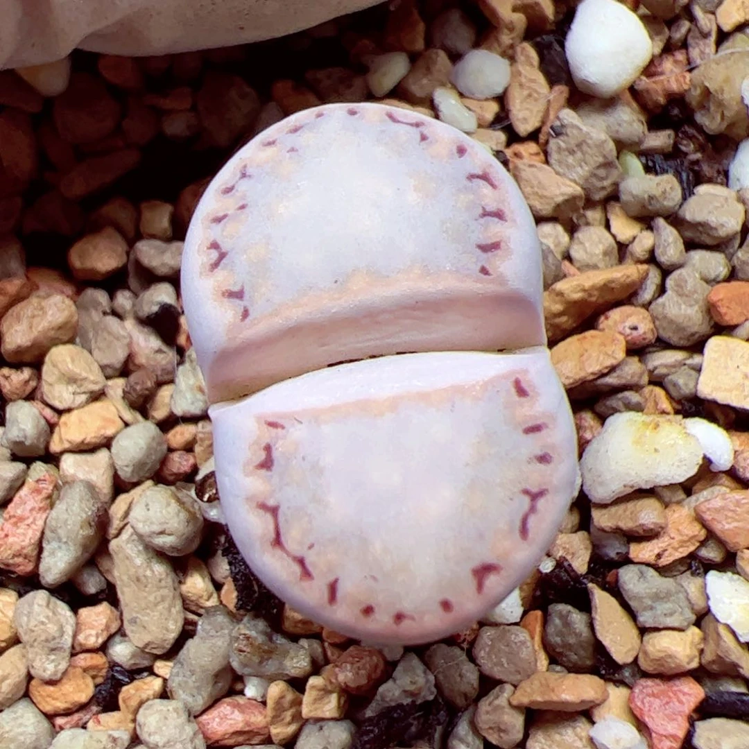 ?****?112 优秀的肉肉49