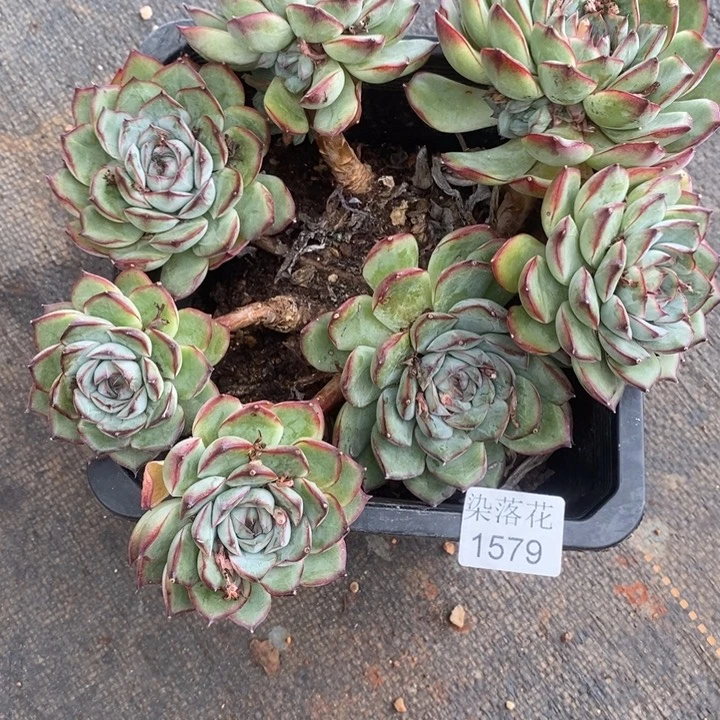 微***精品多肉植物1579瑕疵