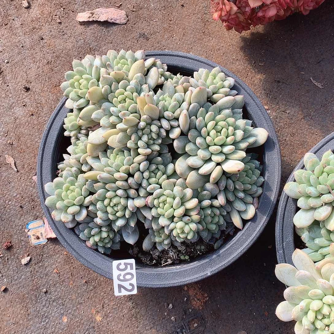 592百搭翡翠 一物一拍多肉