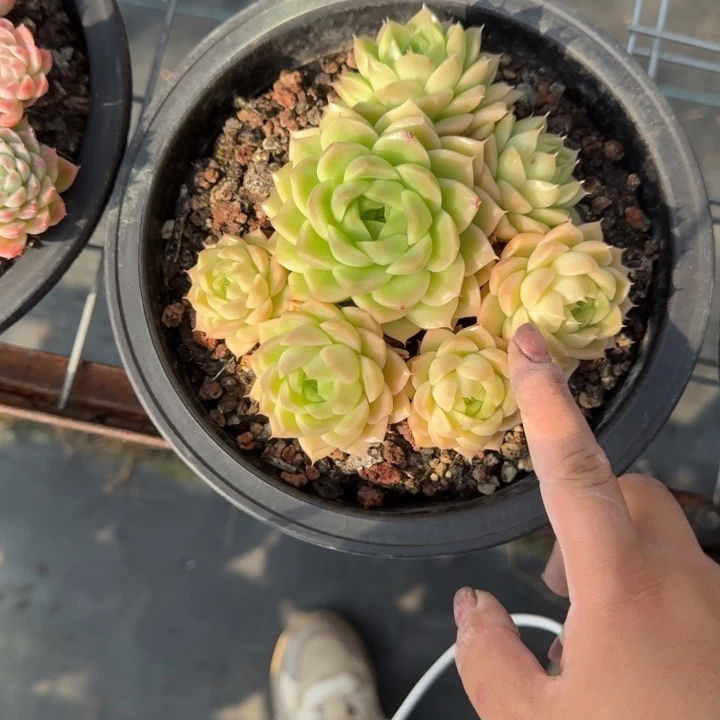 麦秆多肉植物绿植