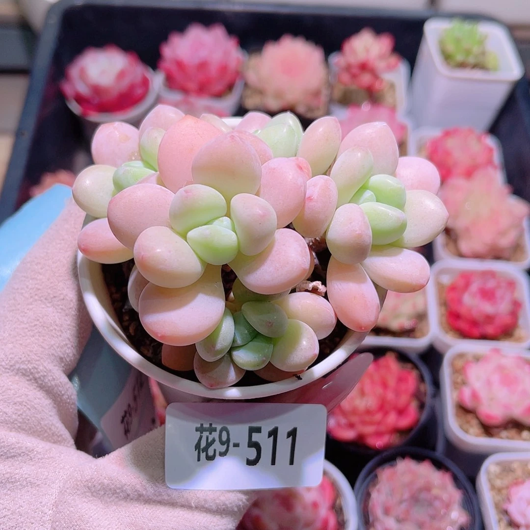 花利美9-511洛神