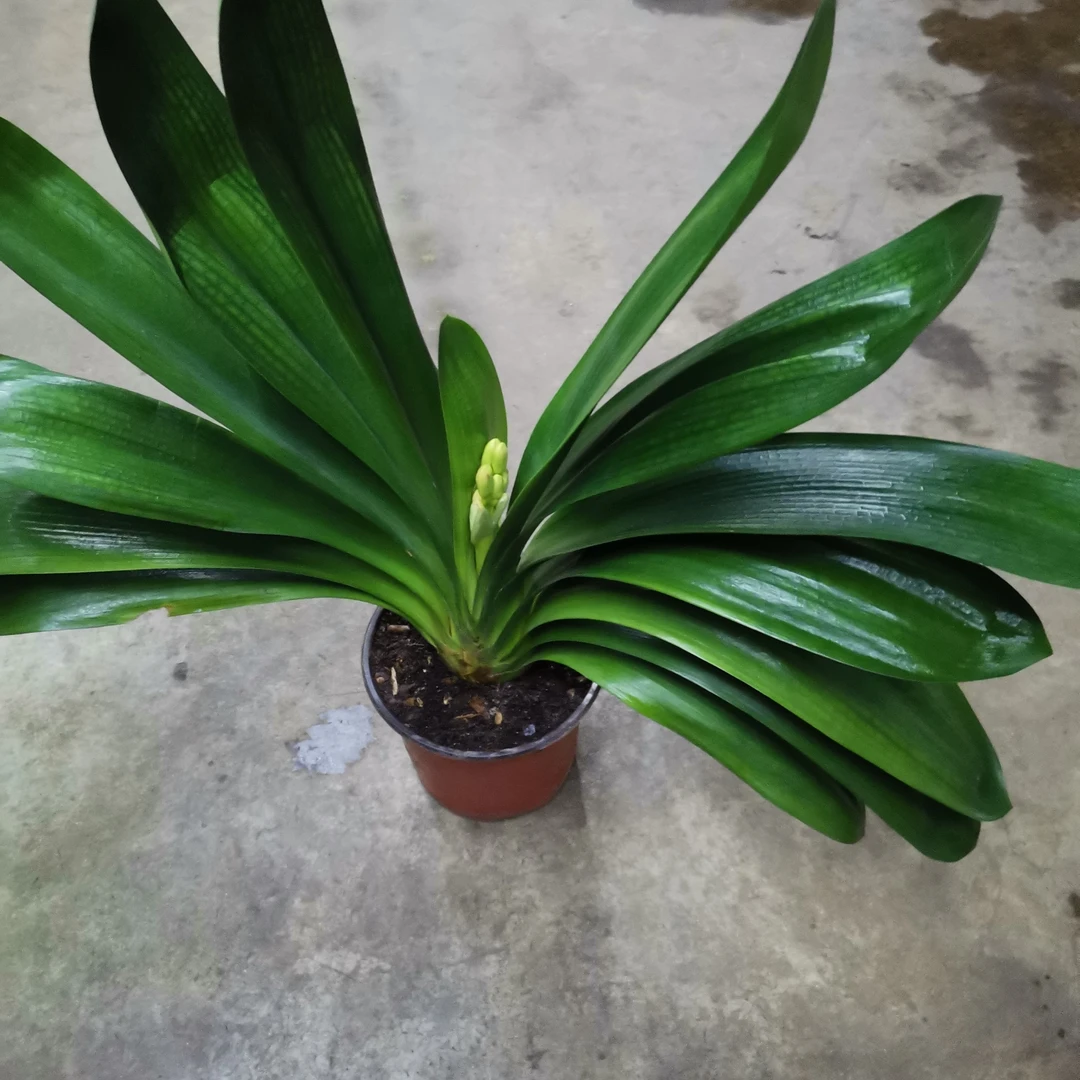 上剑子的君子兰花