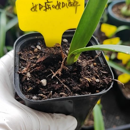 如痴如醉1.5包对版，不包养护