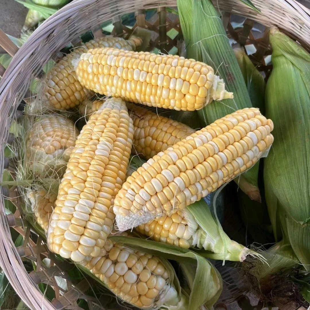 【钓鱼果水果玉米】爆甜双色水果代课新鲜爆浆甜脆水果玉米瑕疵果