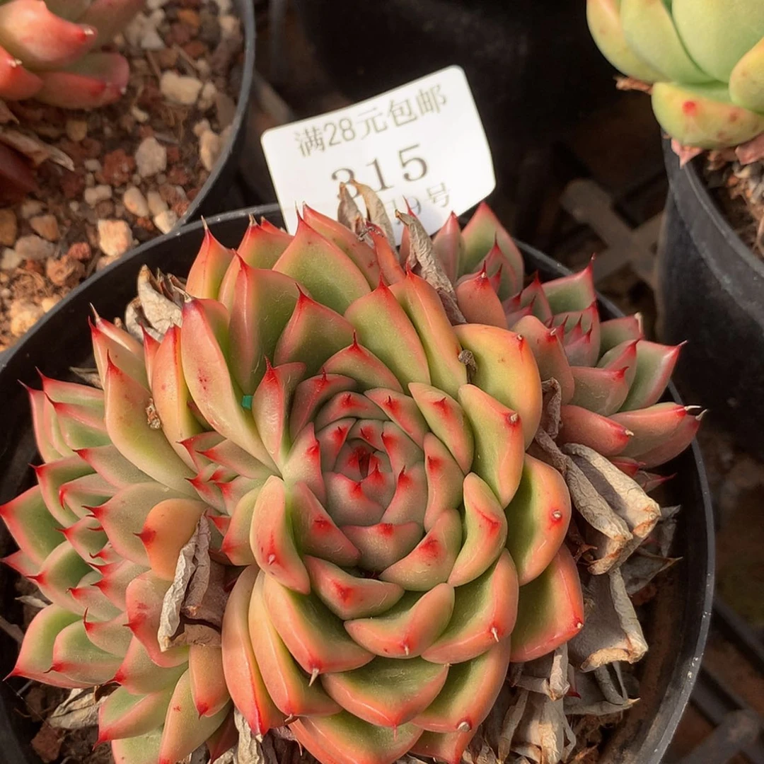 【闪购商品】云315号