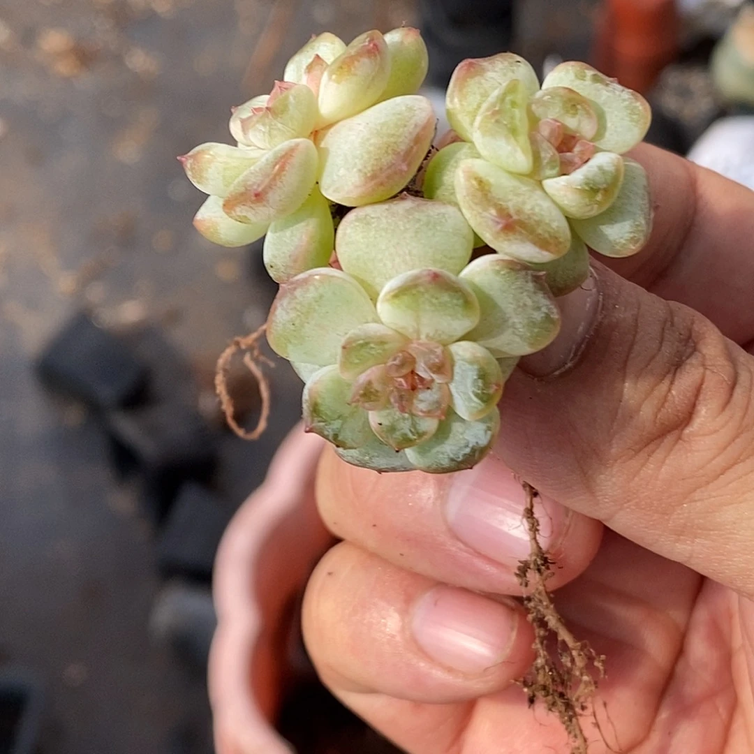糖心30包邮非偏远