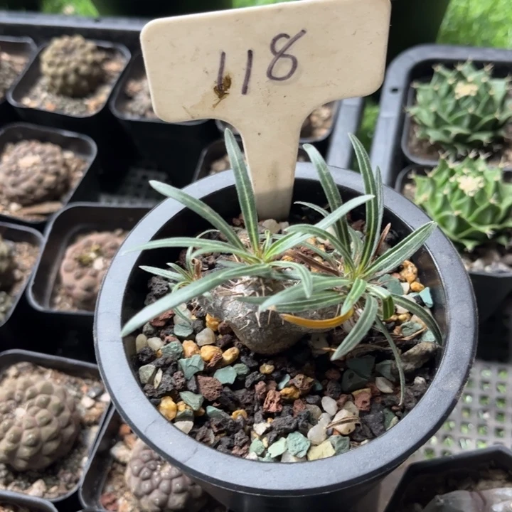 无花朵c****x118象牙宫好养皮实