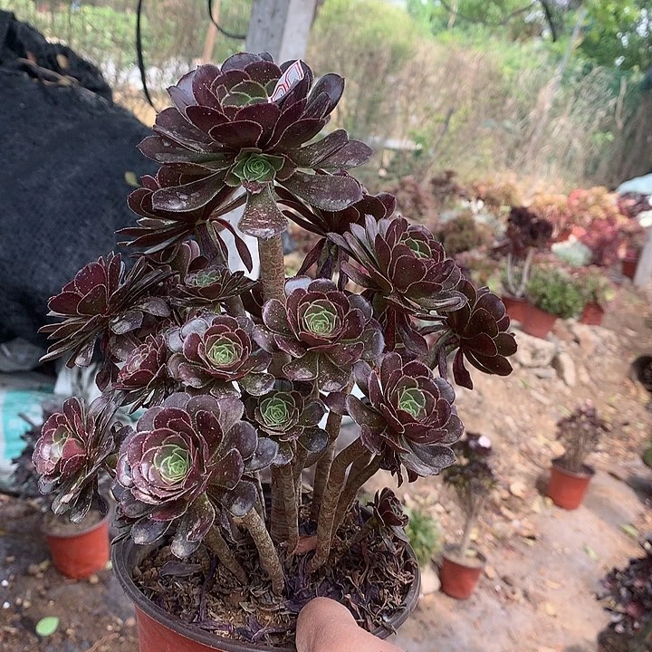 921灰法师多肉植物