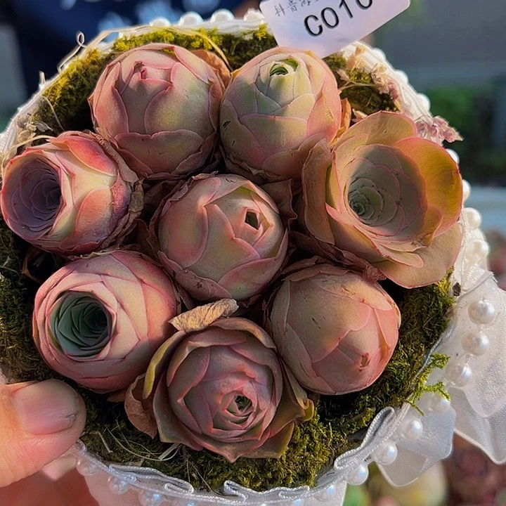 C010。玫瑰混苔藓蓝