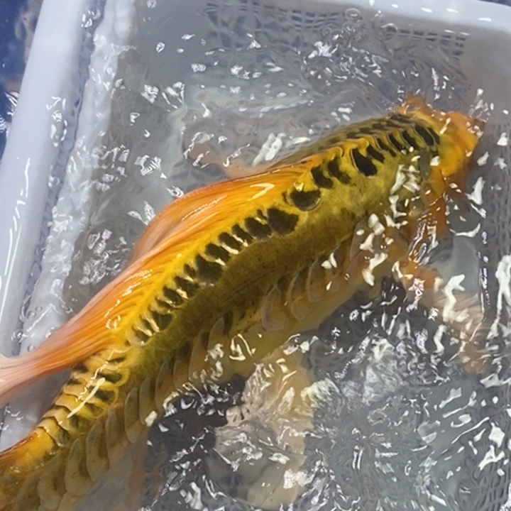 锦鲤冷水锦鲤包邮