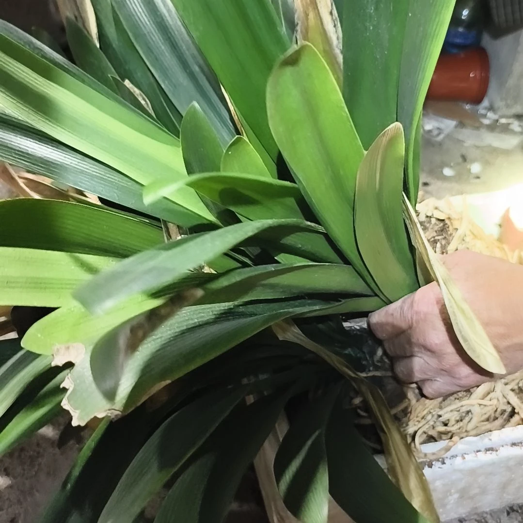 风***Y完全开放盲盒群兰十二头残叶无售后