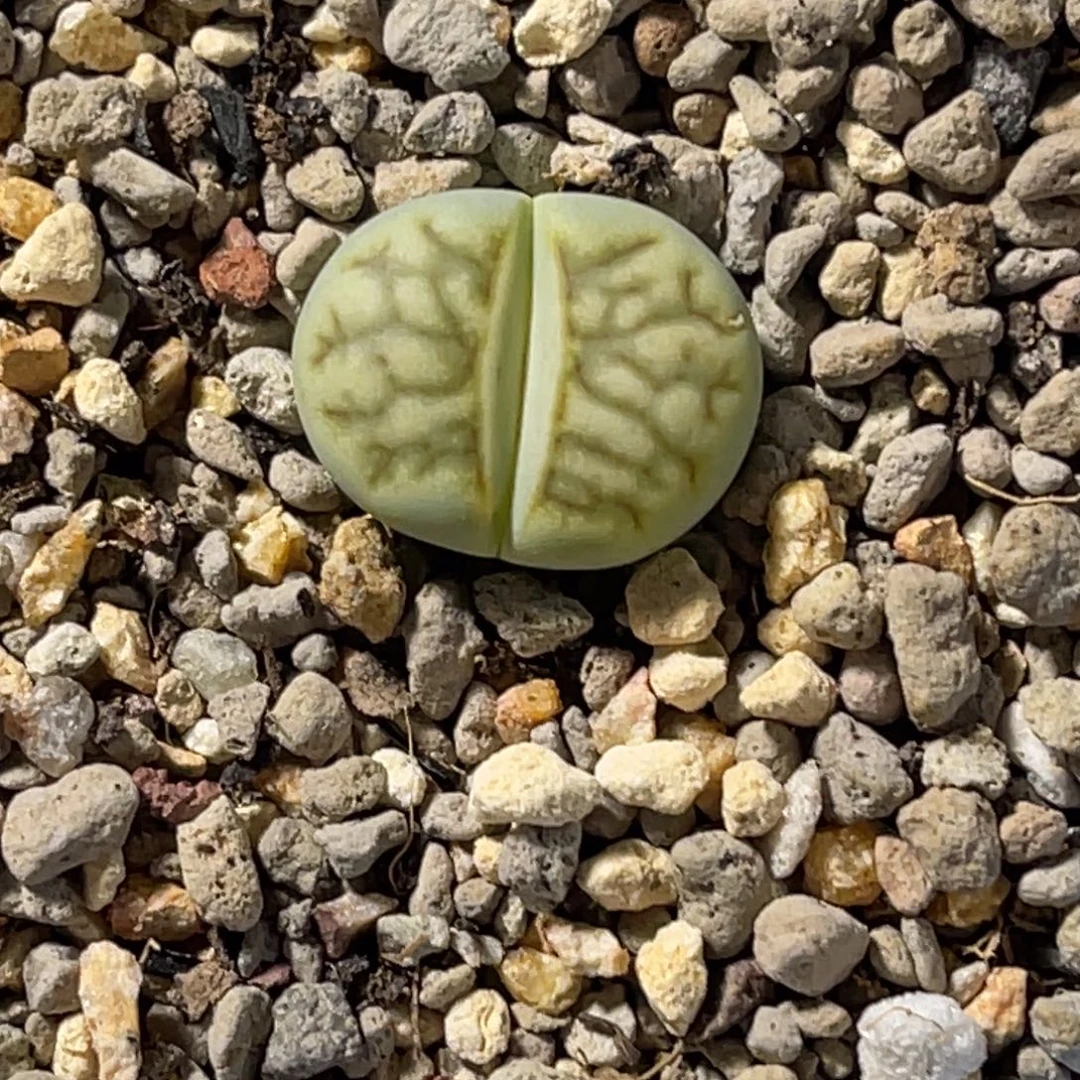 3213奶菊1尺寸1.6