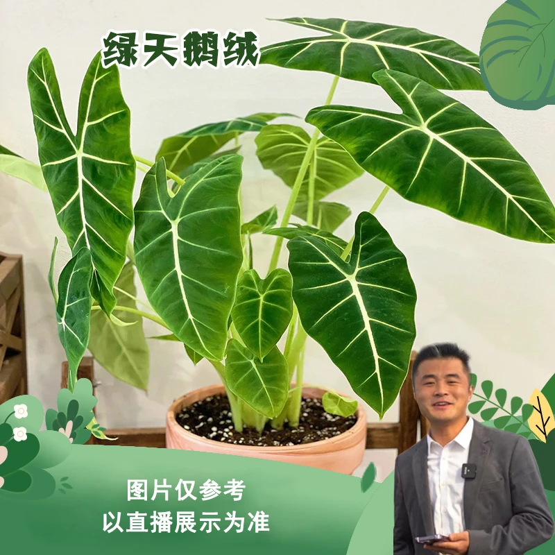 绿天鹅绒盆栽地栽高端植物室内室外均可ins热带绿植