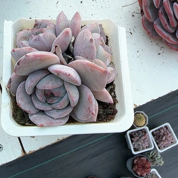 青蛙王子儿童。111