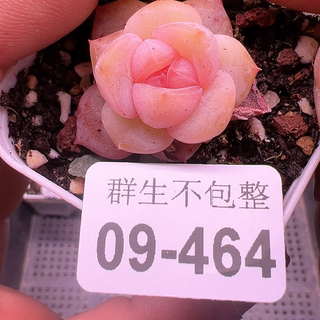 小卡拉米糖心一物一拍9-464