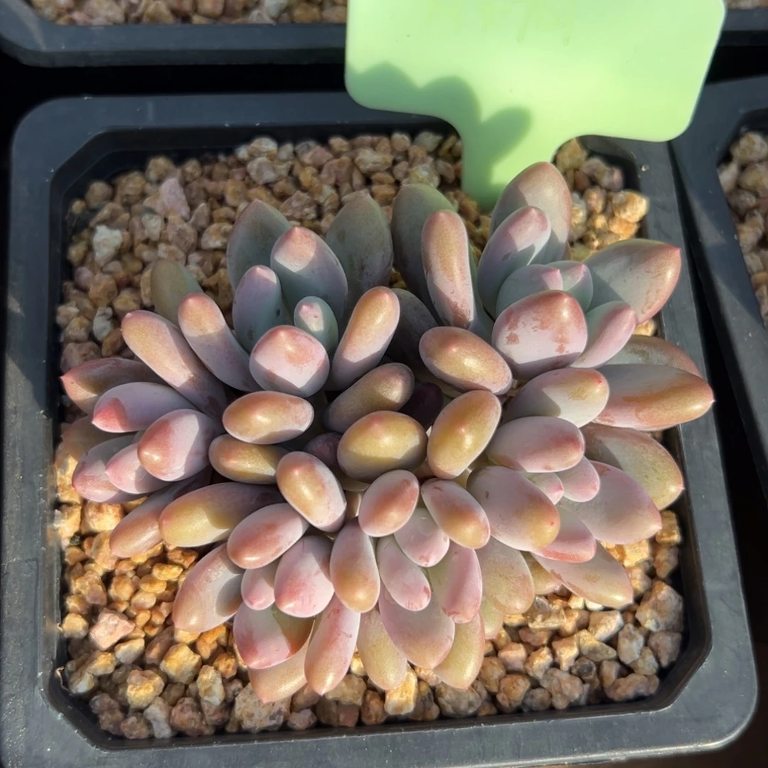 爱德蒙 111111111111111