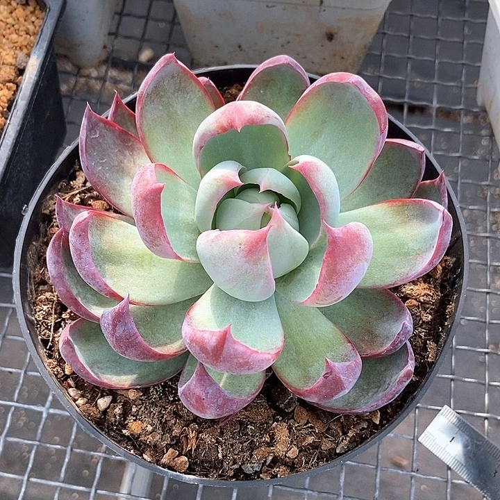 惊鸿仙子多肉植物