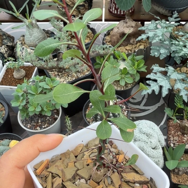 簇生富贵花 566 仙人球