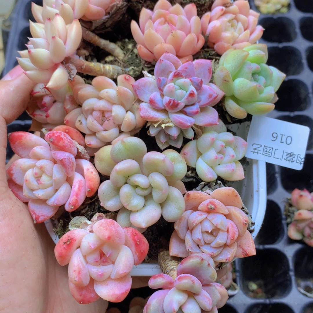 我要去看你了啊016