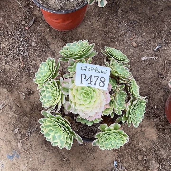 478海王多肉植物