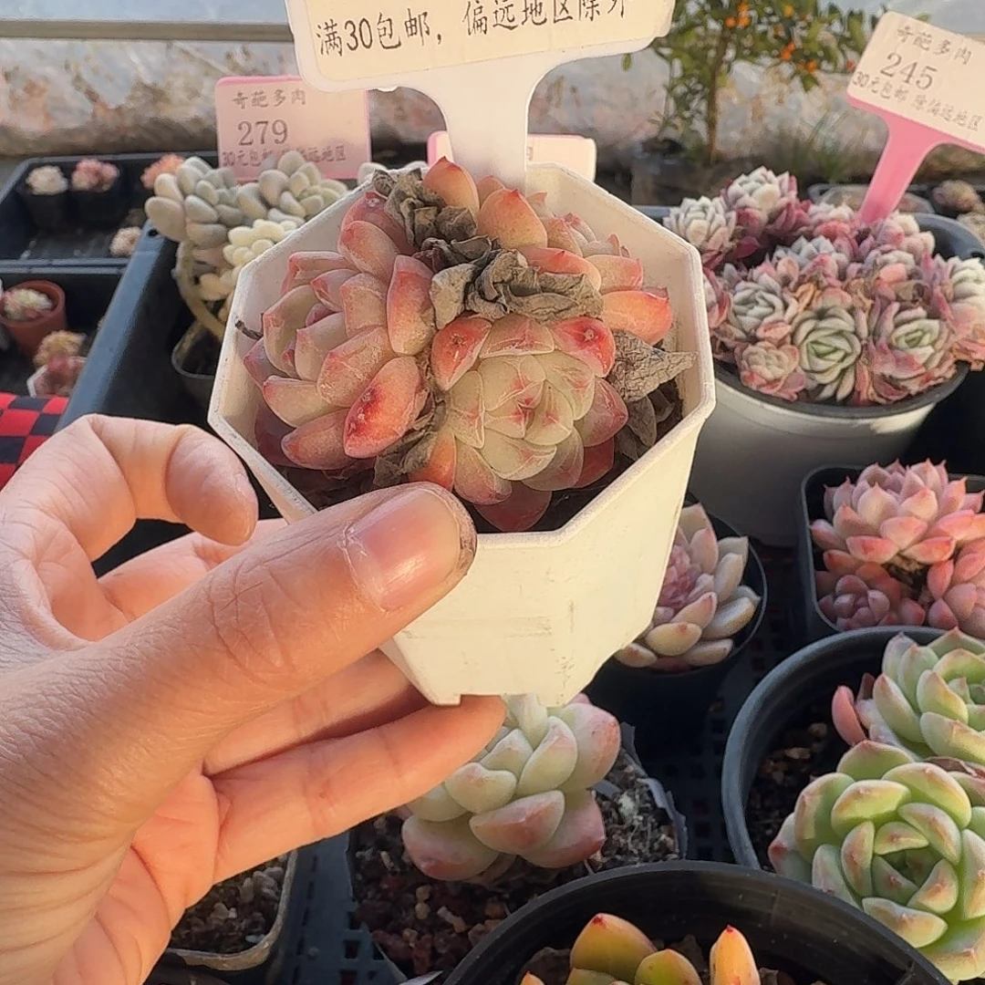 016 脱土 不包整 30元包邮非偏远