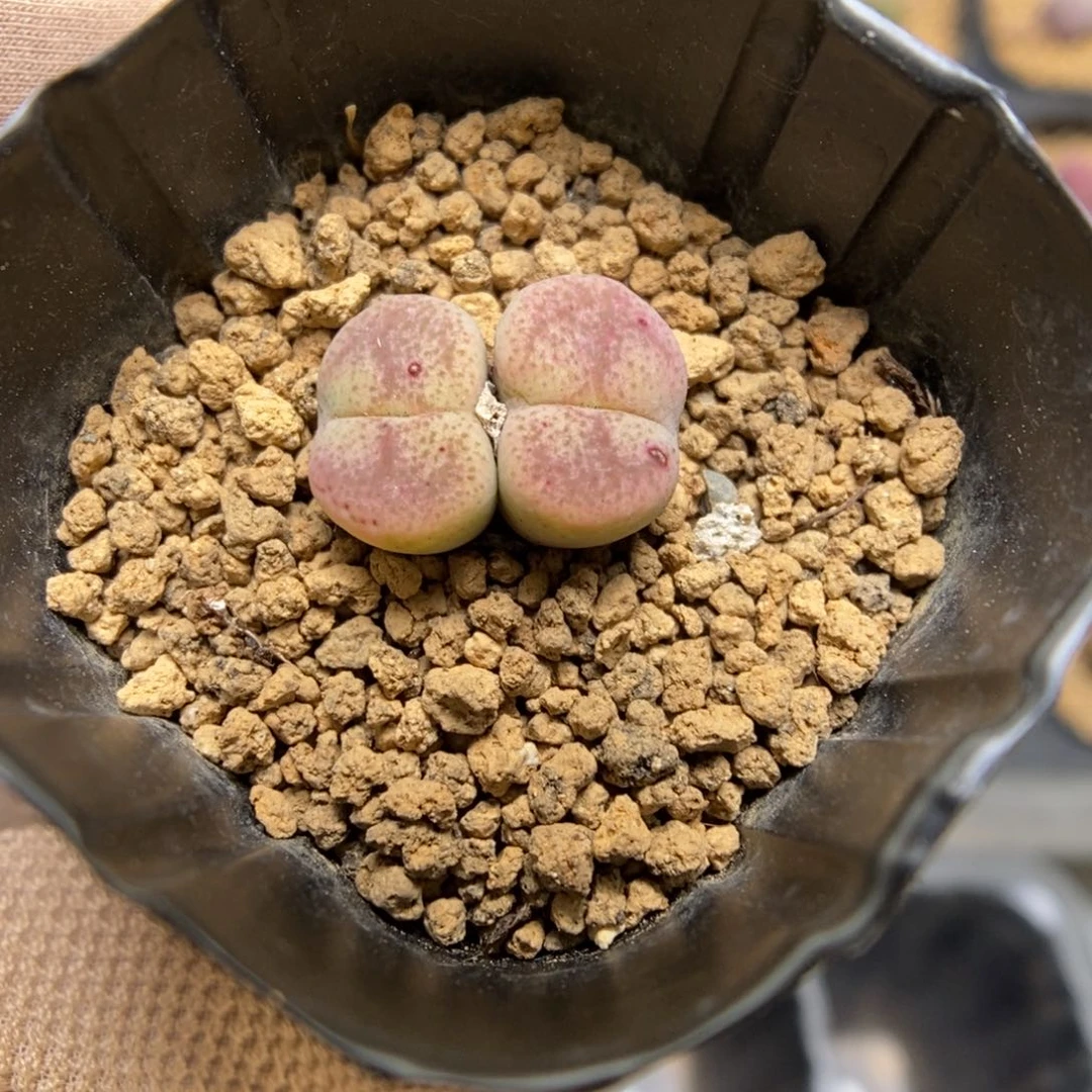 多肉植物肉锥杂交K-3475