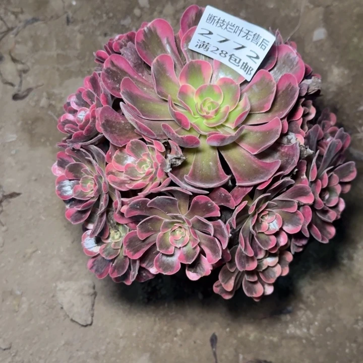 2772二号棚大凤冠K