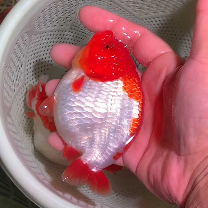 金鱼开箱视频包损