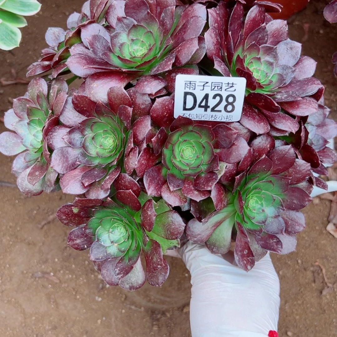 428黑珍珠雨子多肉植物