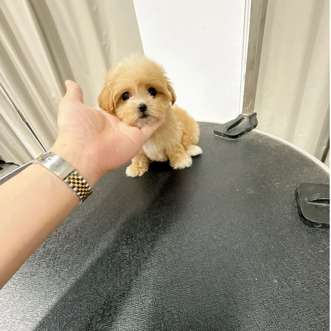 可爱茶杯马尔泰幼犬妹妹02