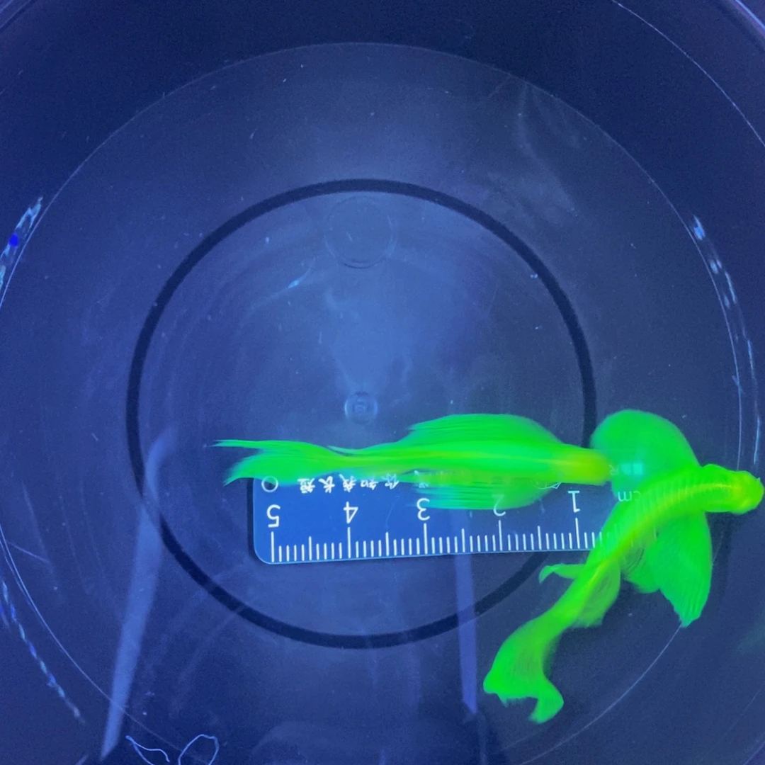 斑马鱼蝶翼斑马4-5厘米绿色2条