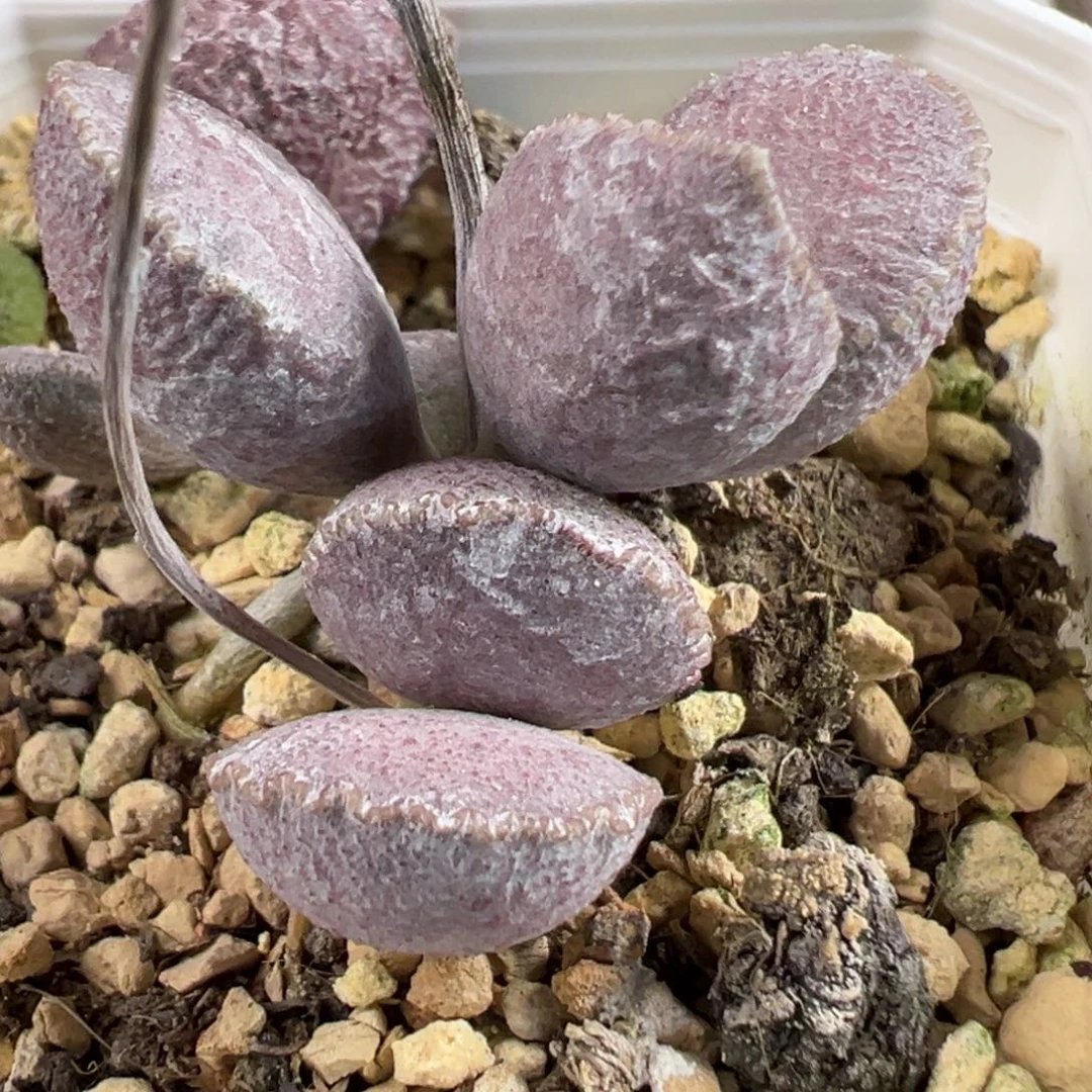 香芋紫实生新品多头纯木质桩多肉