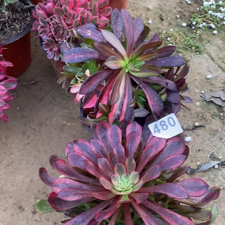 480美杜莎花➕铜玫瑰多肉
