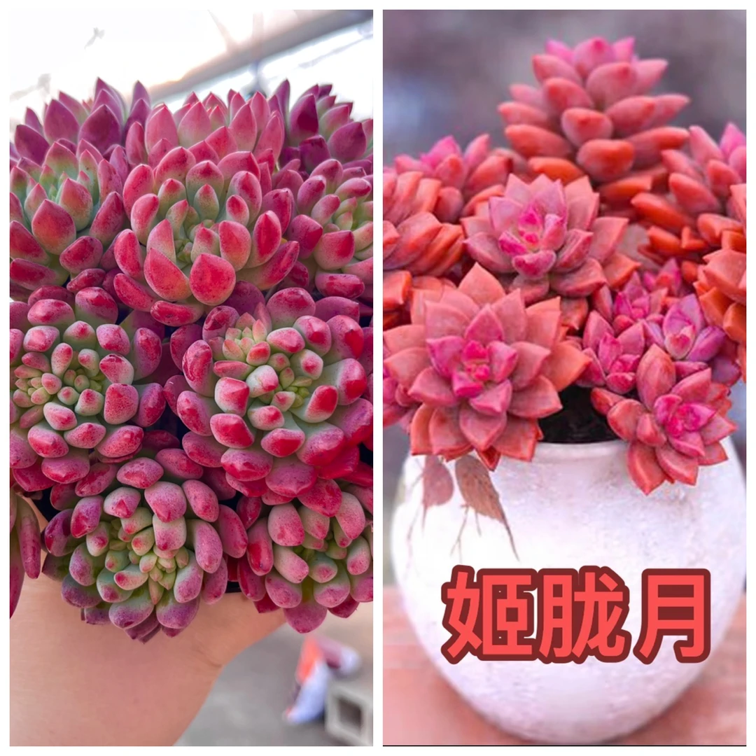 【蓝苹果+姬胧月】带盆带土 发两盆 耐冻耐高温好养 喜阳光