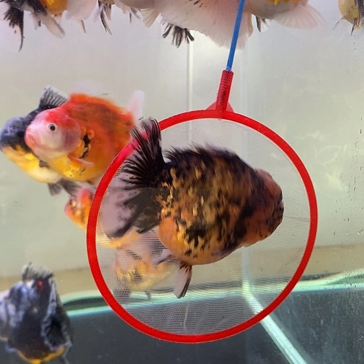 海水鱼精品泰狮系列